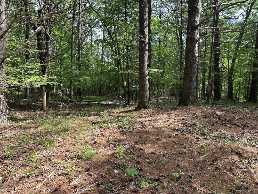 804 Hearts Content Road Cairo, NY 12413