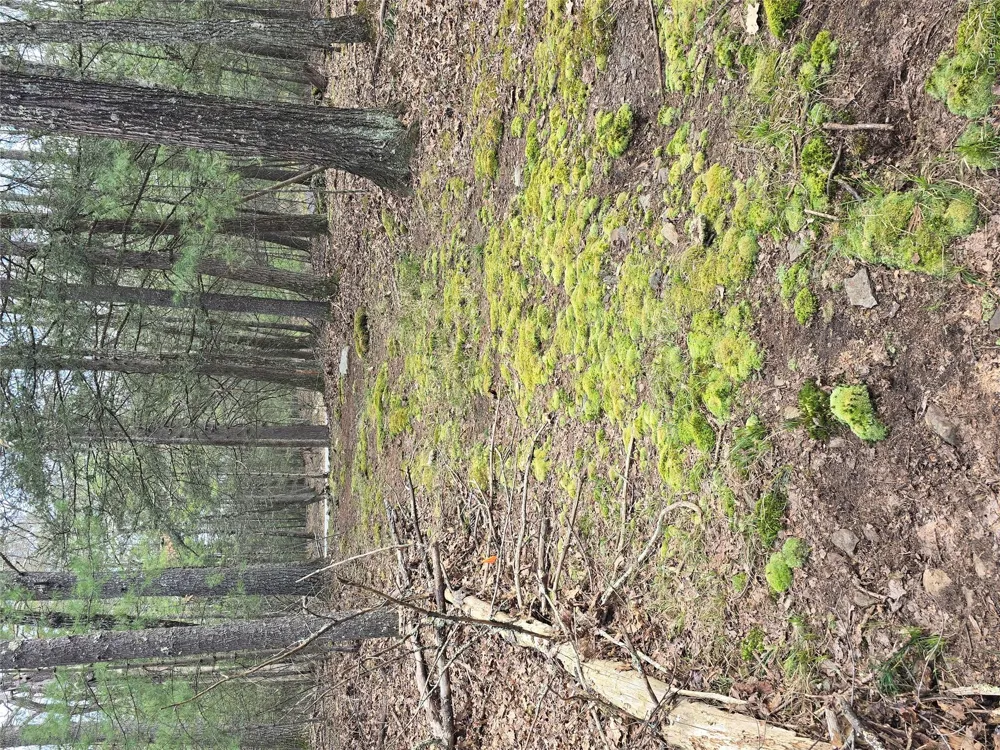 Lot 5 Evergreen Drive Saugerties, NY 12477