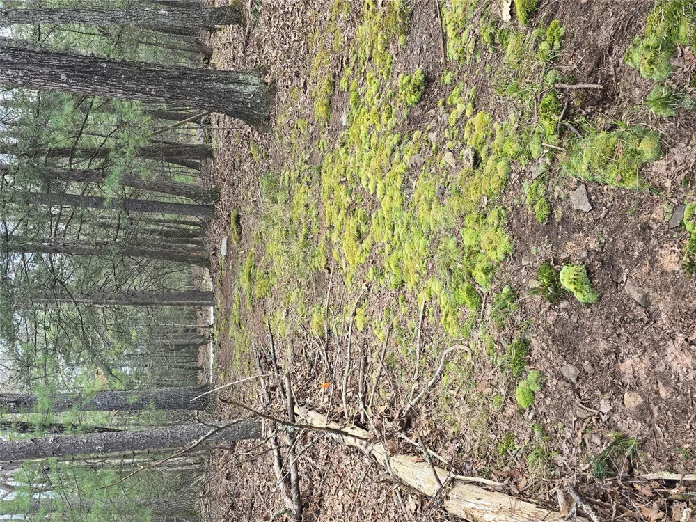 Lot 5 Evergreen Drive Saugerties, NY 12477