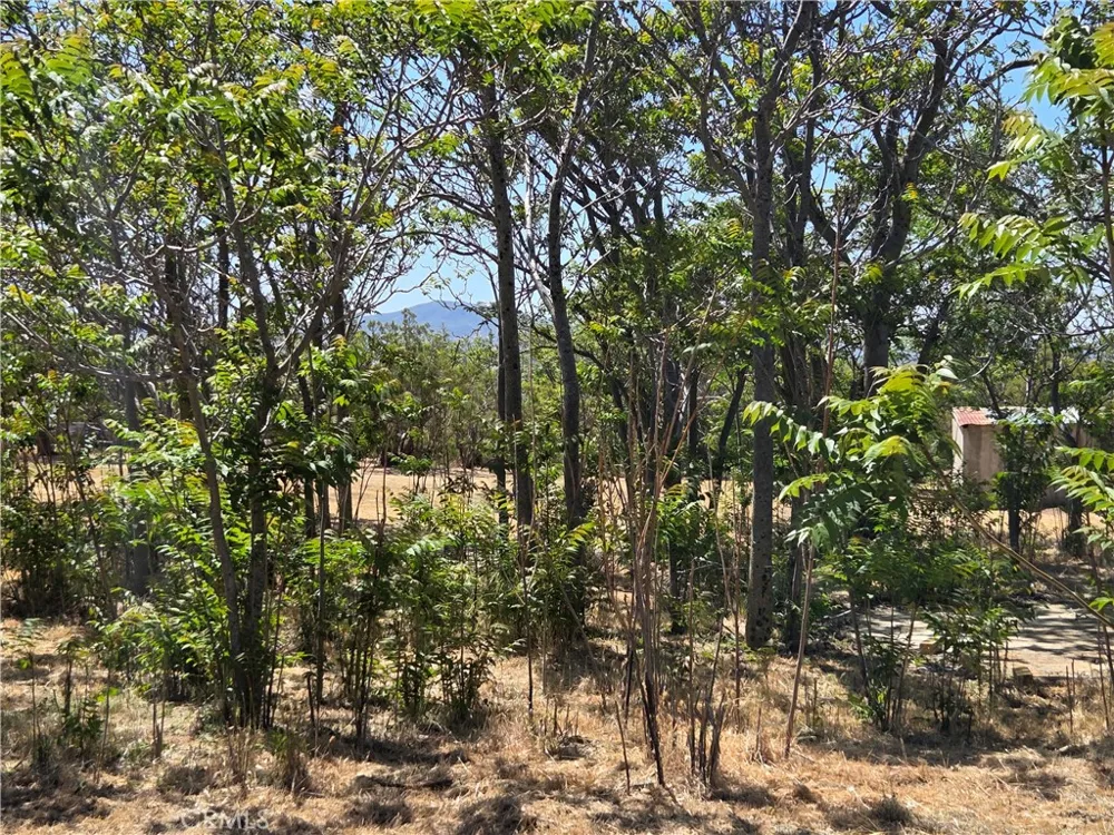 37230 Bautista Canyon Anza, CA 92539