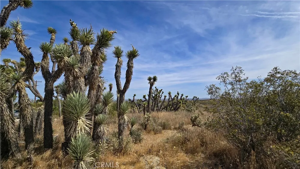 103rd St East vicinity W14 Juniper Hills, CA 93543