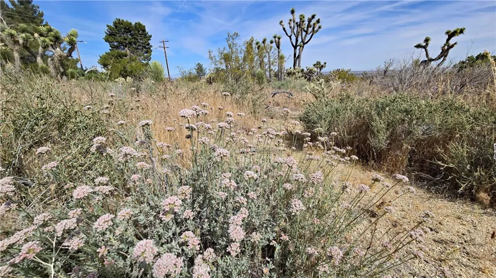 103rd St East vicinity W14 Juniper Hills, CA 93543