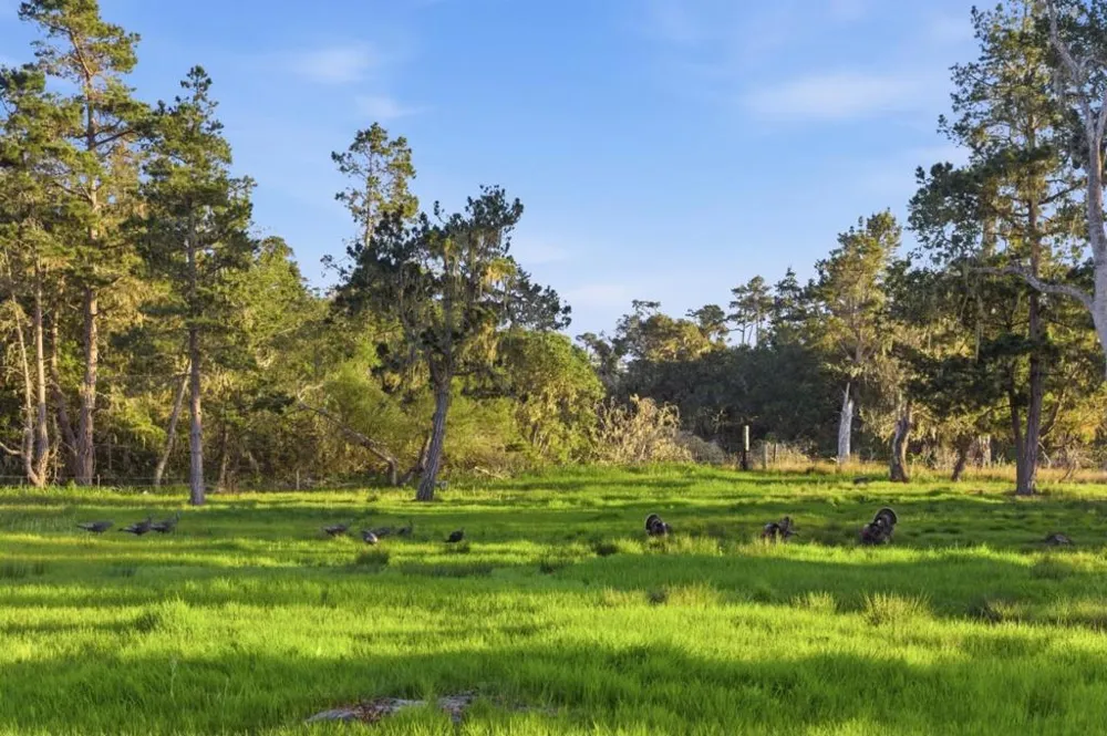 53 Riley Ranch Road #53A-53B-53C Carmel, CA 93923