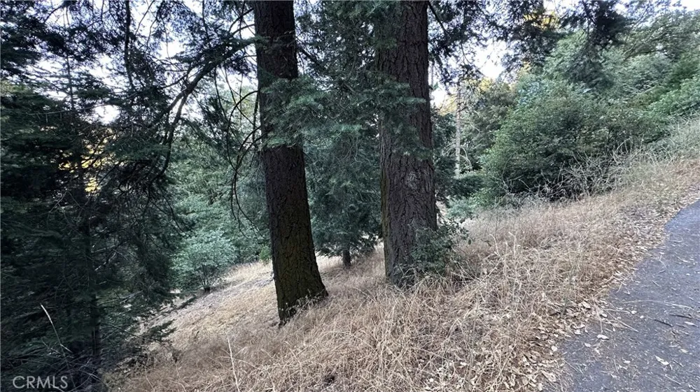 Fir Cedarpines Park, CA 92322