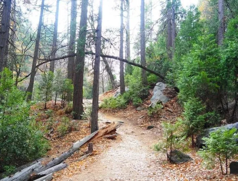 Fir Cedarpines Park, CA 92322