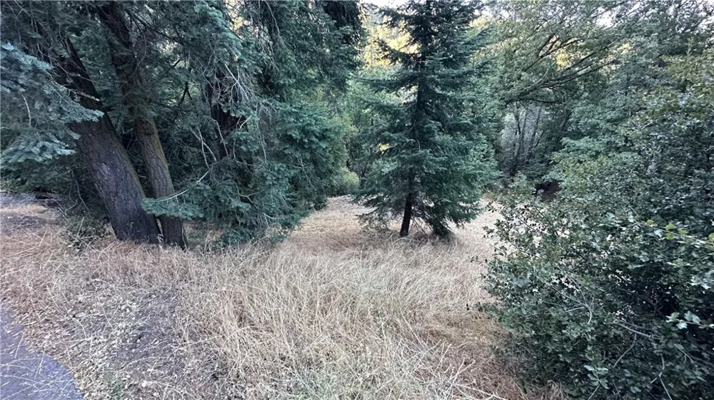 Fir Cedarpines Park, CA 92322