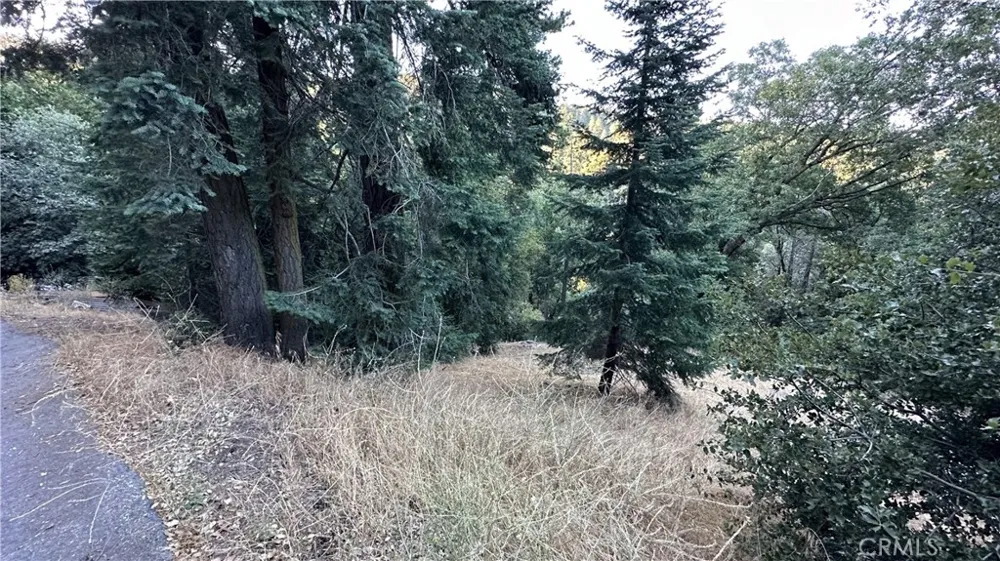 Fir Cedarpines Park, CA 92322