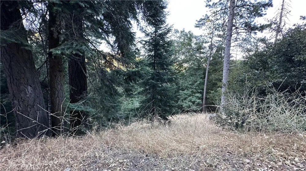 Fir Cedarpines Park, CA 92322