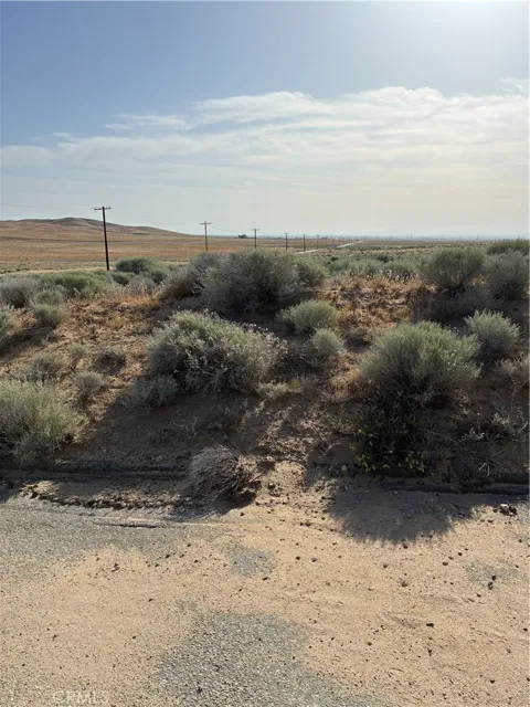 Cholla