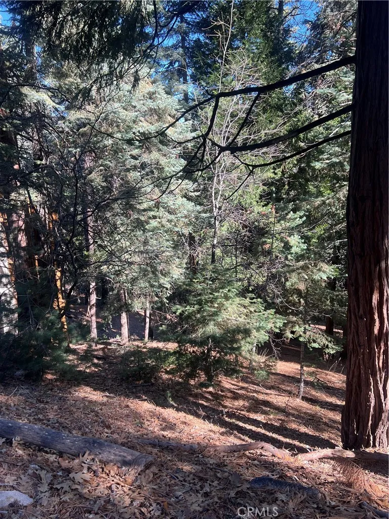 Forest Twin Peaks, CA 02391