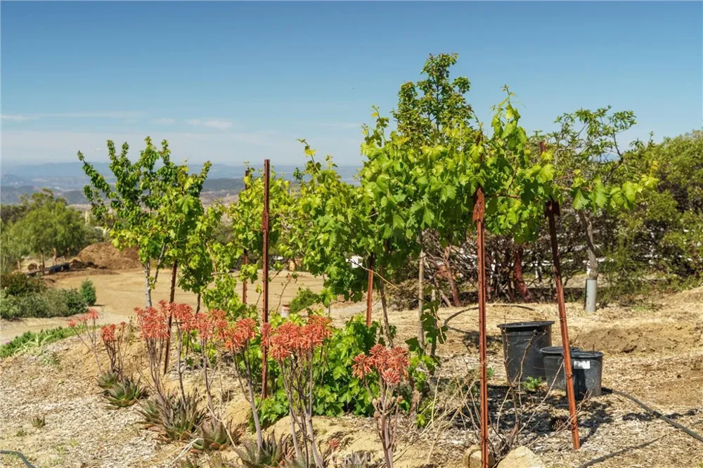 40230 Crazy Horse Canyon Road Aguanga, CA 92536