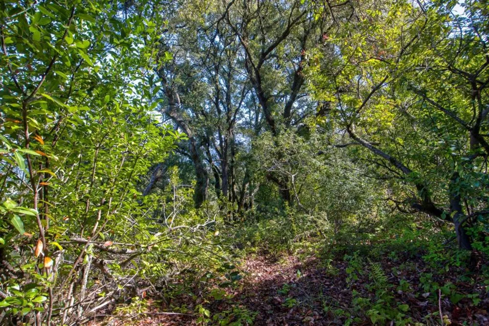 Montebello Road Cupertino, CA 95014