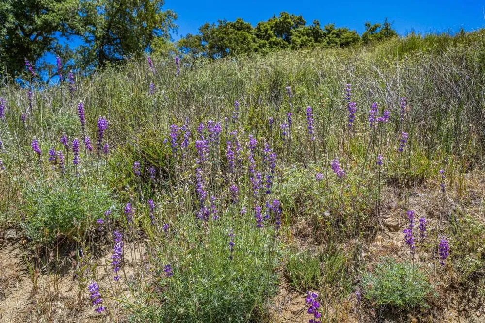 25677 Mesa Grande Road Santa Ysabel, CA 92070