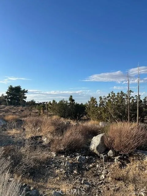 Yucca