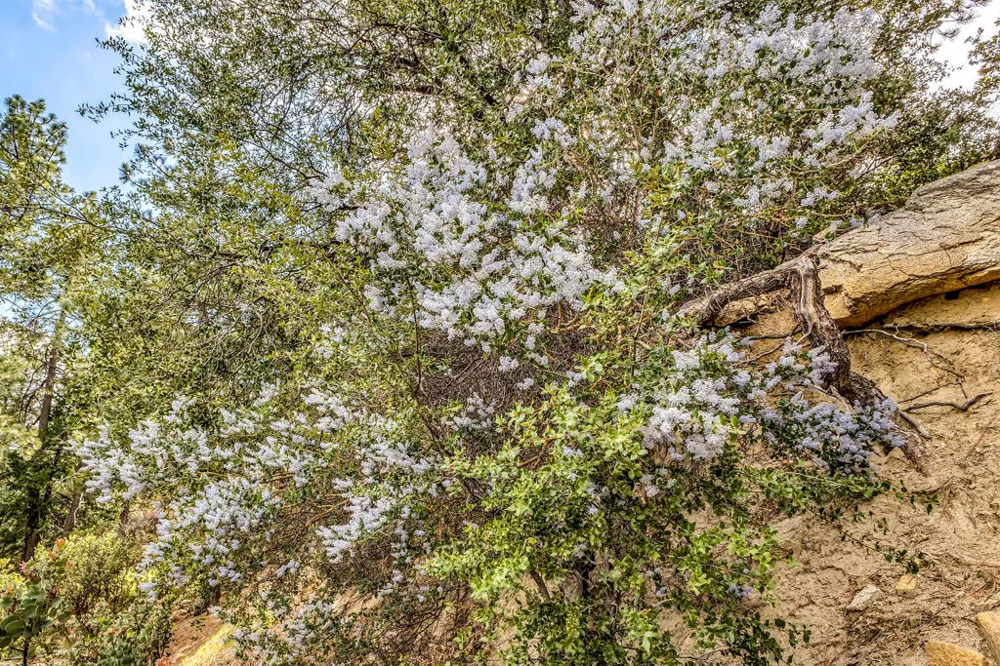 Lakeview Drive Idyllwild, CA 92549