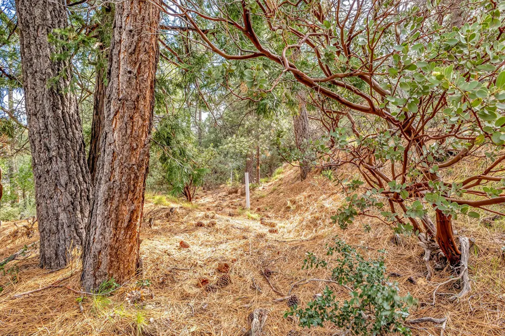 Lakeview Drive Idyllwild, CA 92549