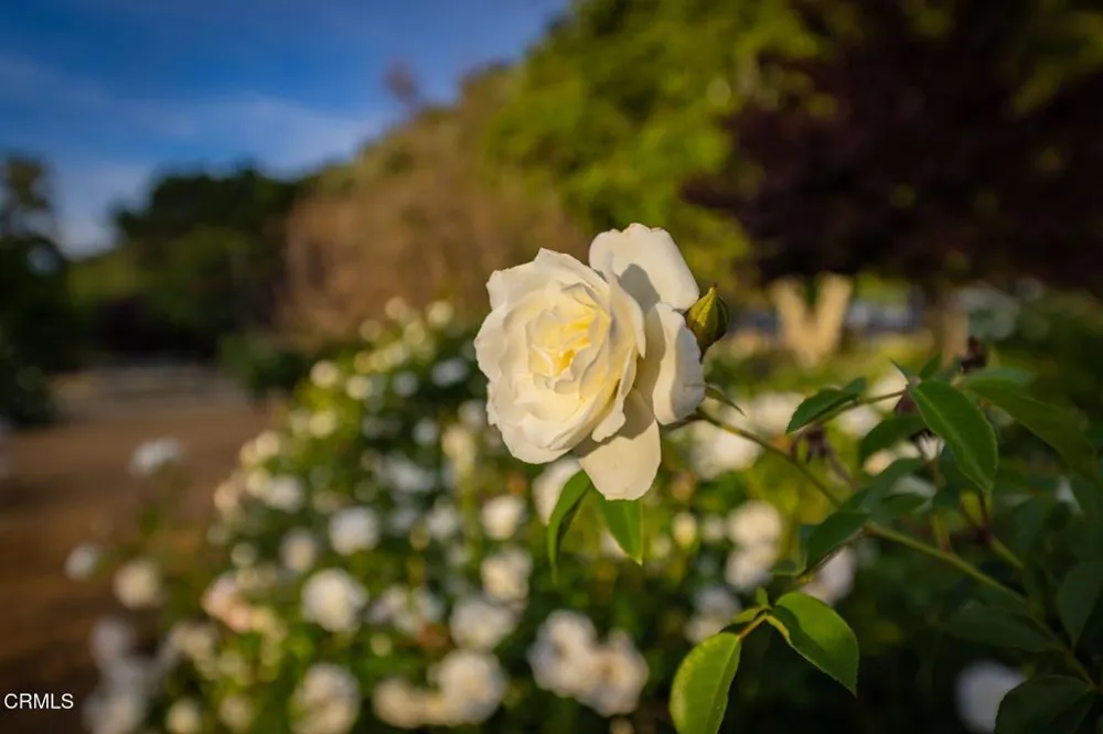 1342 Fraser Lane Ojai, CA 93023