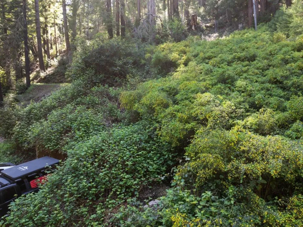 146 Starview Place Boulder Creek, CA 95006