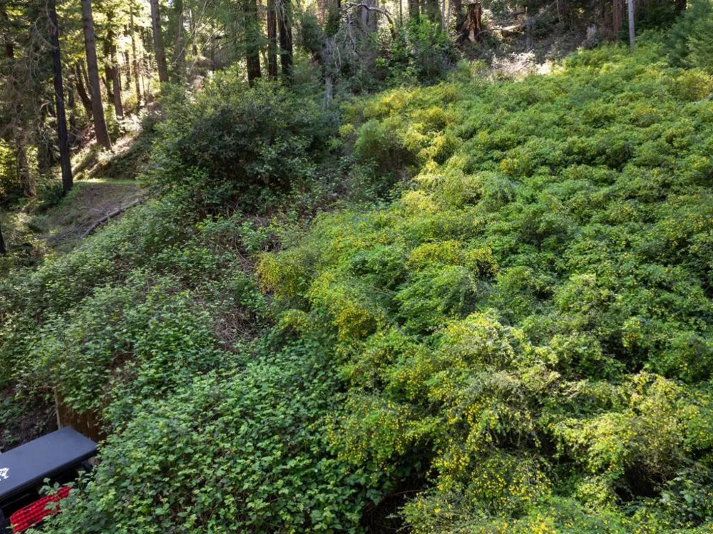 146 Starview Place Boulder Creek, CA 95006