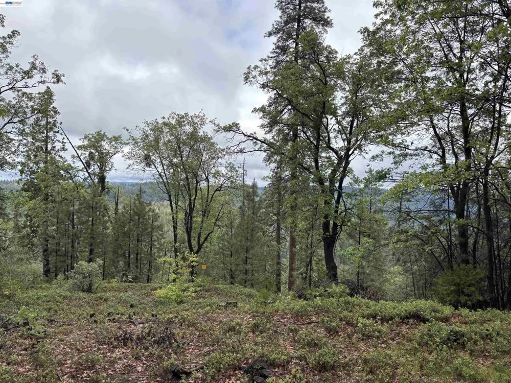 20800 Mount Provo Road Twain Harte, CA 95383
