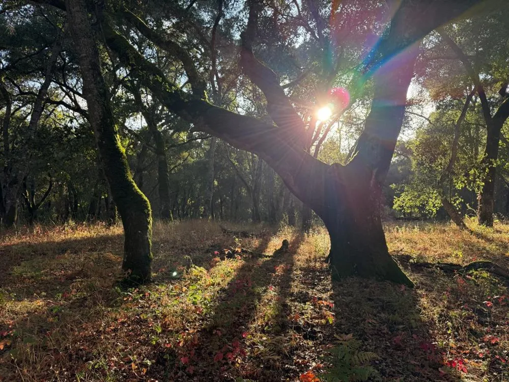 9 Garzas (Lot 49) Trail Carmel, CA 93923