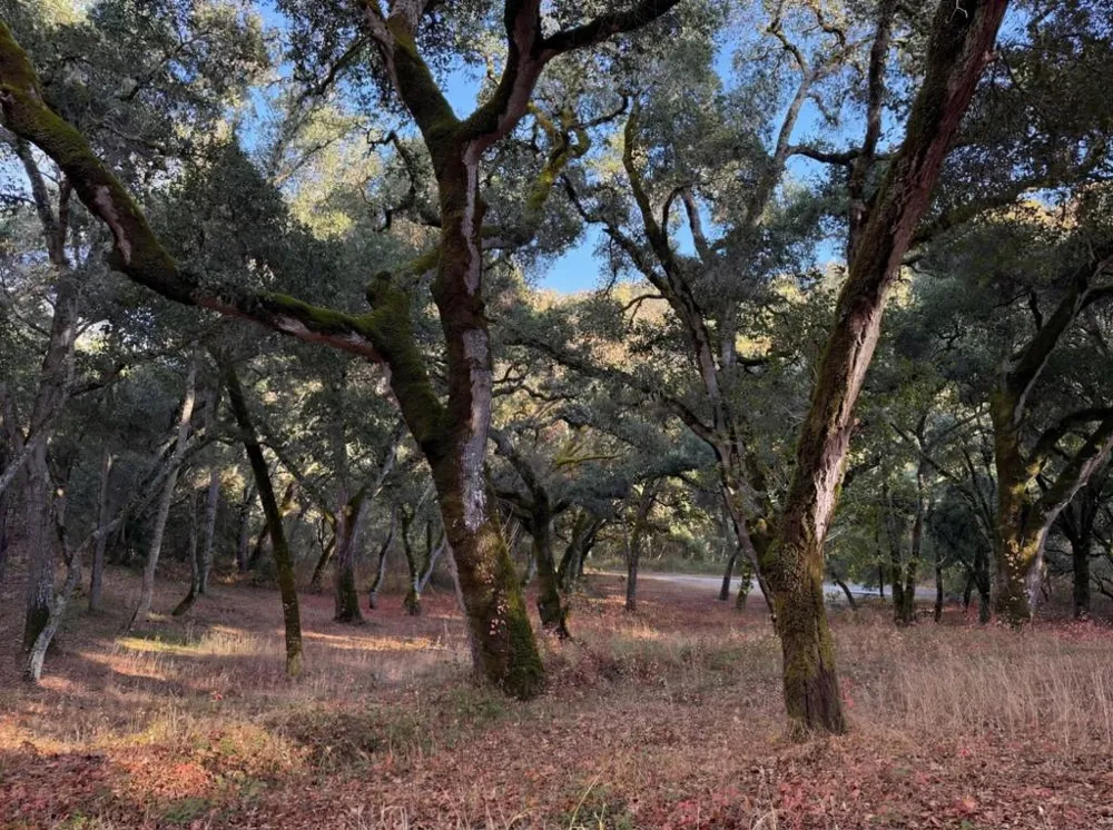 9 Garzas (Lot 49) Trail Carmel, CA 93923