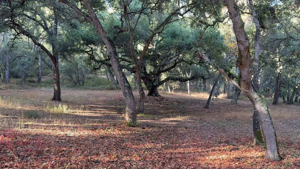 9 Garzas (Lot 49) Trail Carmel, CA 93923