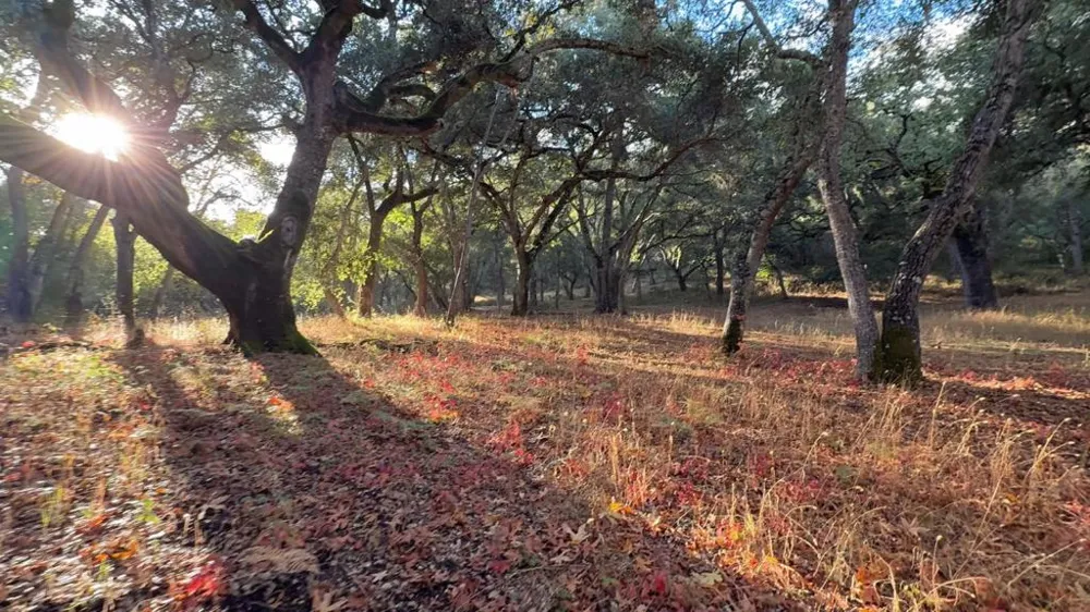 9 Garzas (Lot 49) Trail Carmel, CA 93923