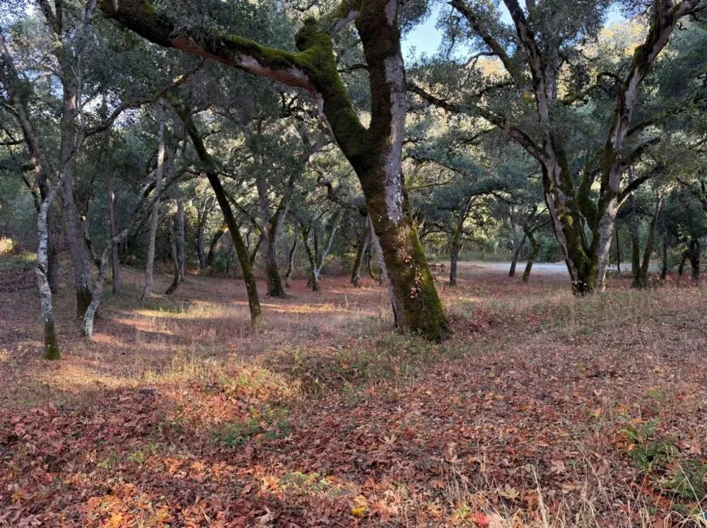 9 Garzas (Lot 49) Trail Carmel, CA 93923