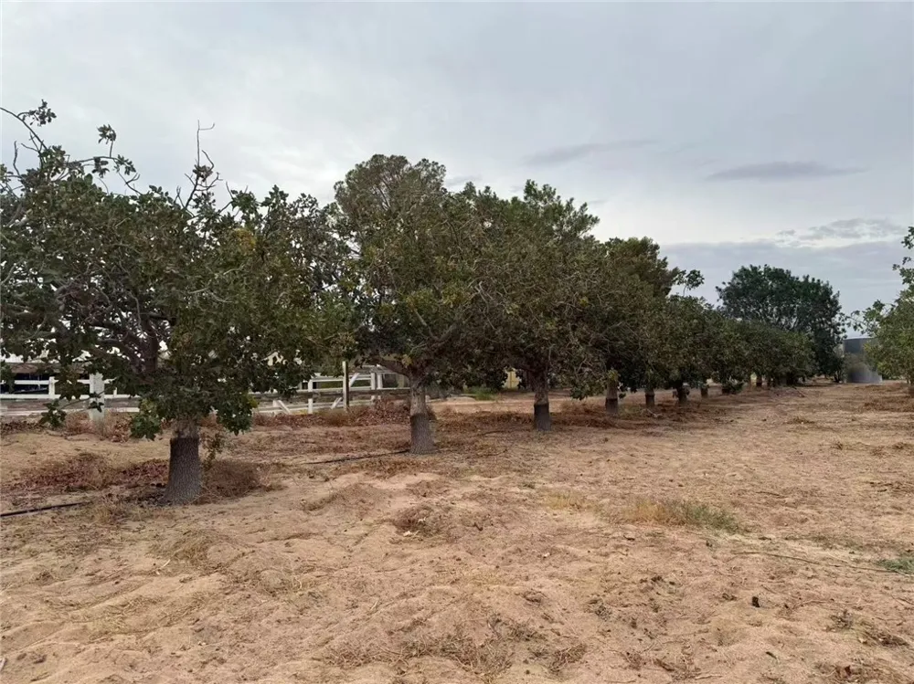 33979 Fremont Rd Newberry Springs, CA 92365