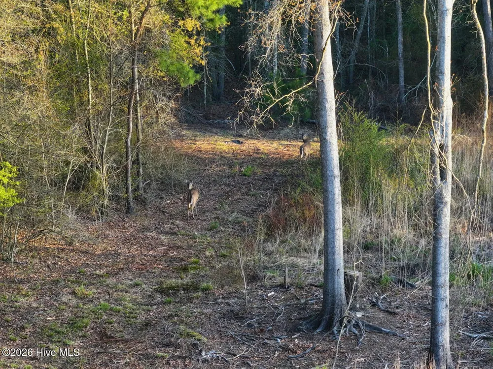 0 Durwood Evans Road Beulaville, NC 28518
