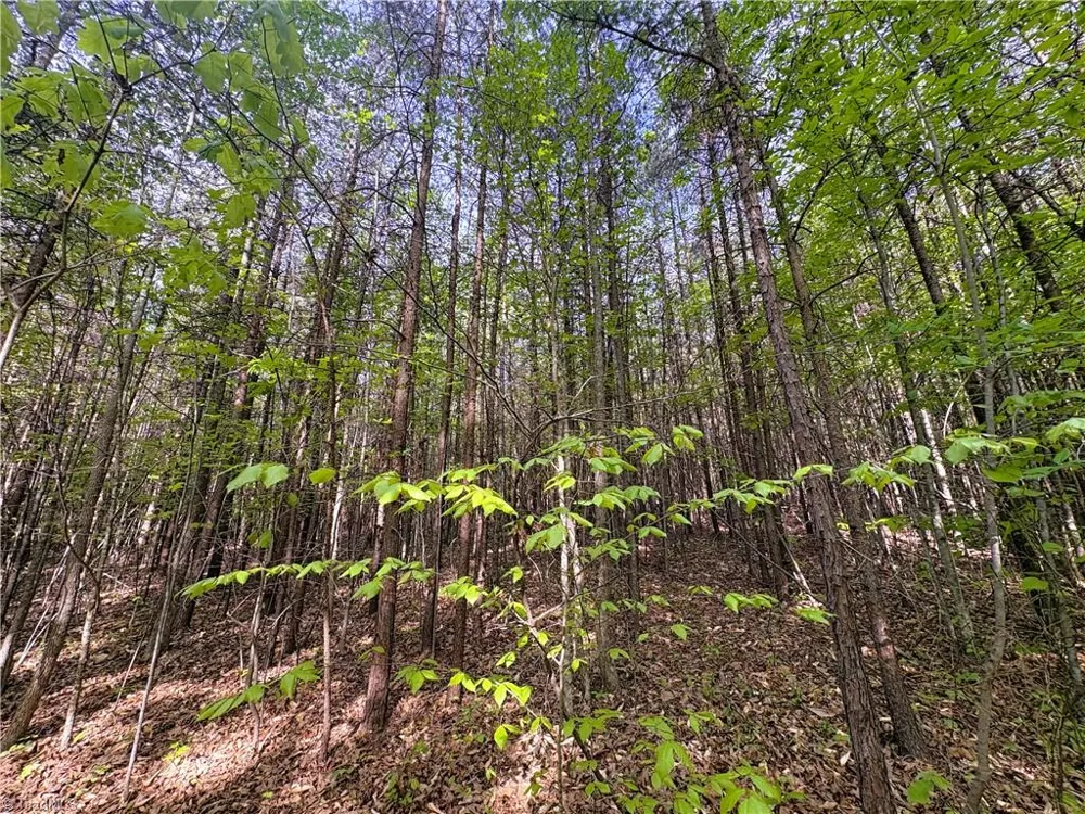 521 Matrimony Road Eden, NC 27288