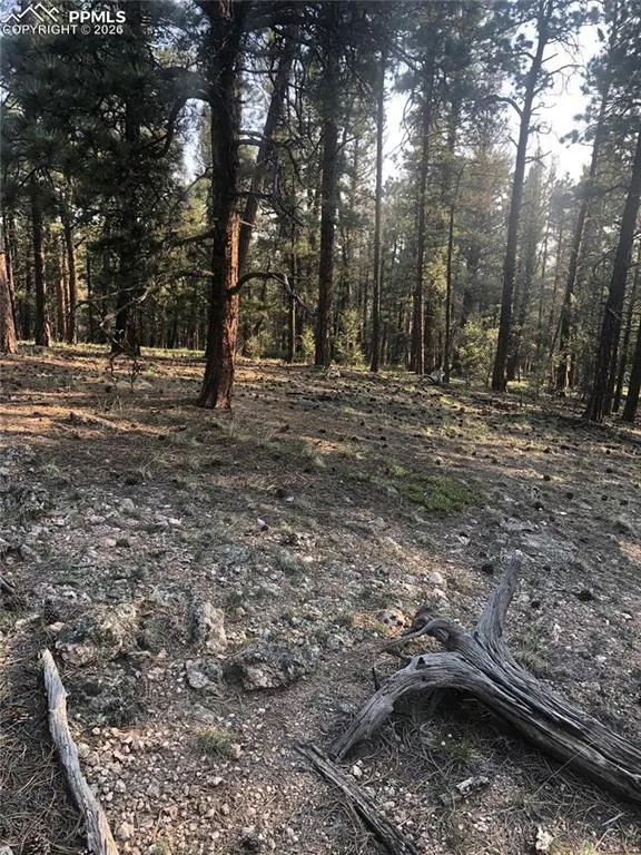 469 Echo Lake Drive Lake George, CO 80827