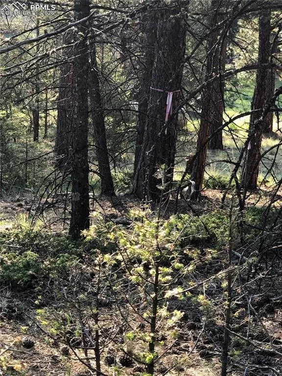 469 Echo Lake Drive Lake George, CO 80827