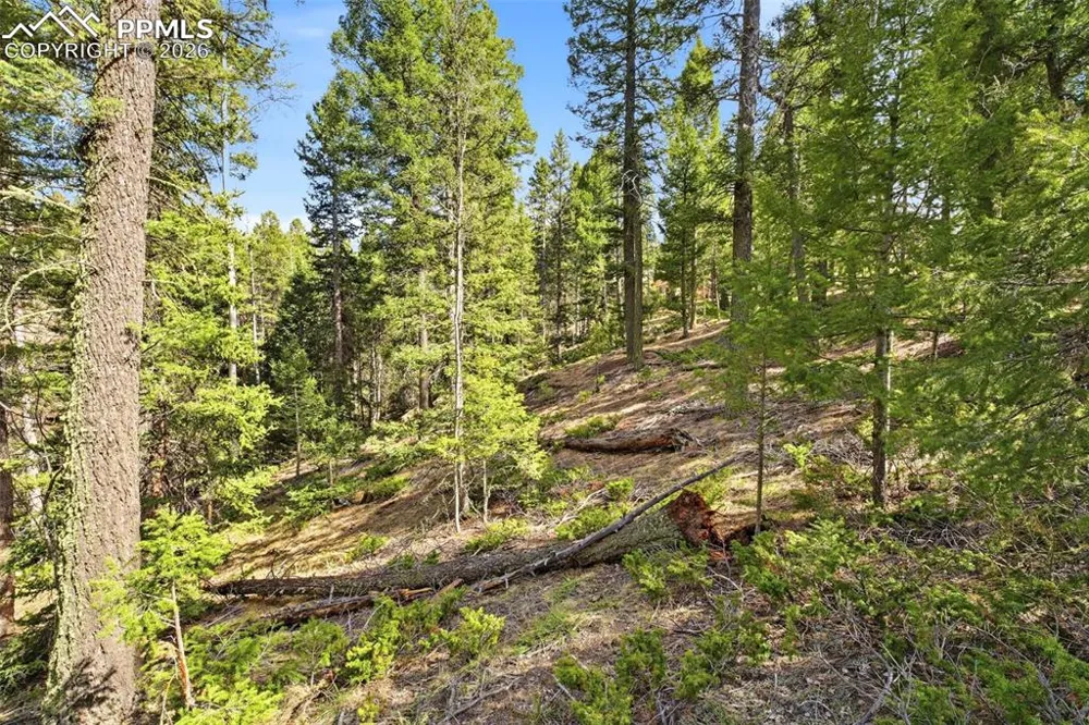 278 Cherry Lake Drive Divide, CO 80814