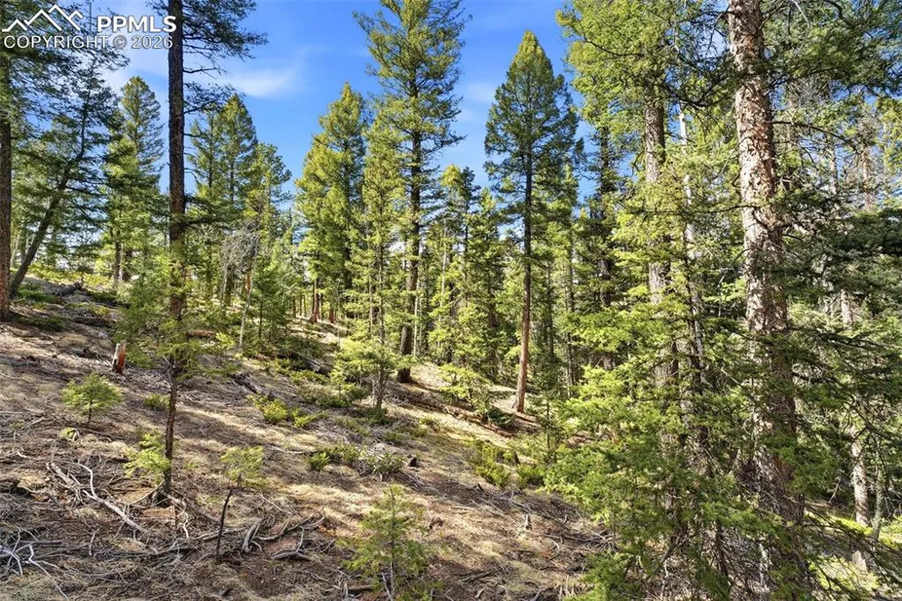 278 Cherry Lake Drive Divide, CO 80814