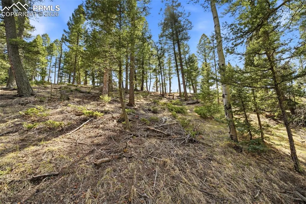 278 Cherry Lake Drive Divide, CO 80814