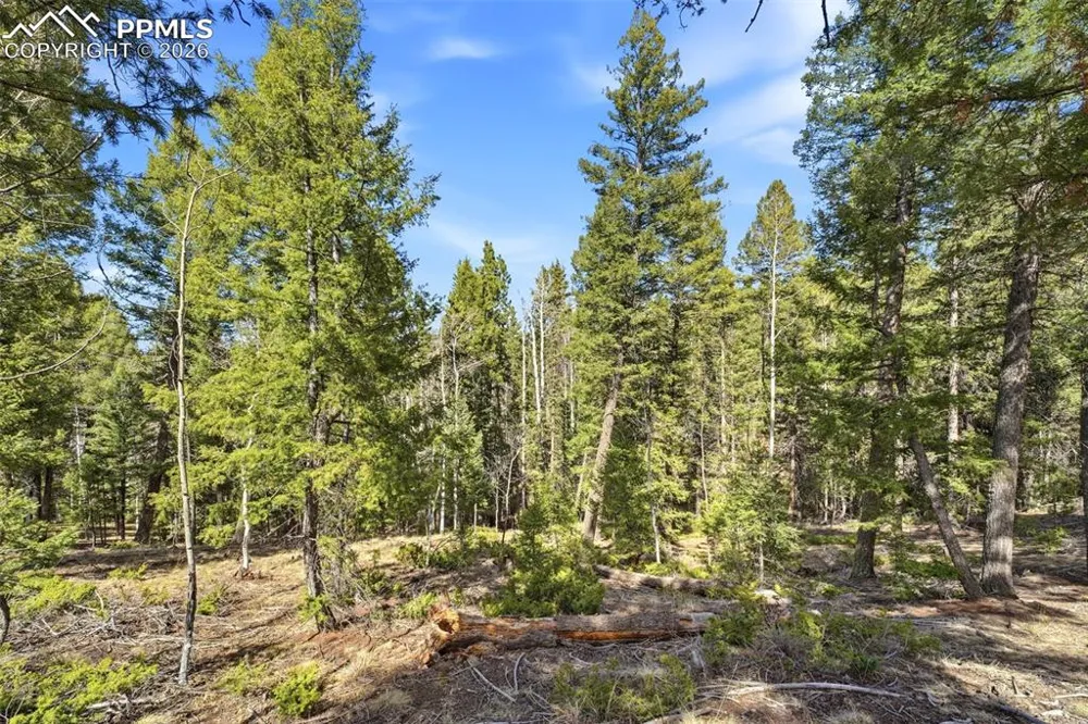278 Cherry Lake Drive Divide, CO 80814