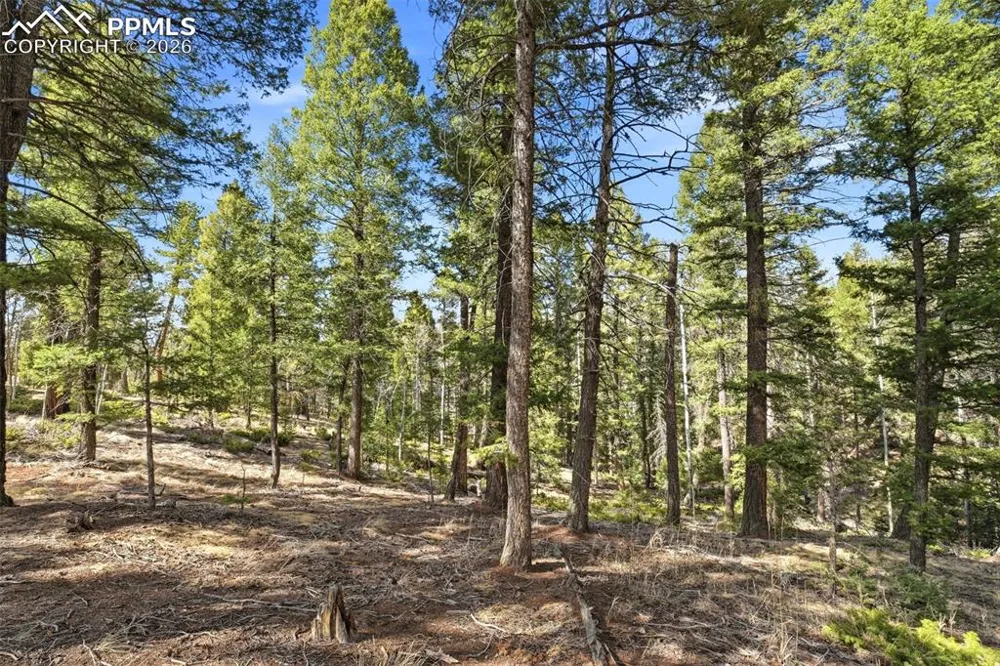 278 Cherry Lake Drive Divide, CO 80814