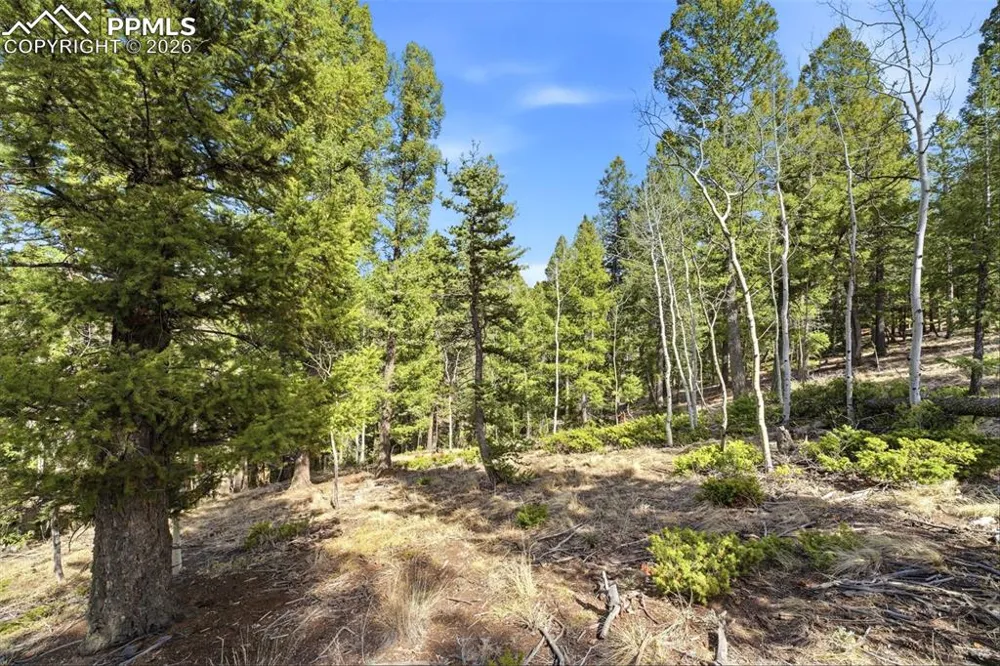 278 Cherry Lake Drive Divide, CO 80814