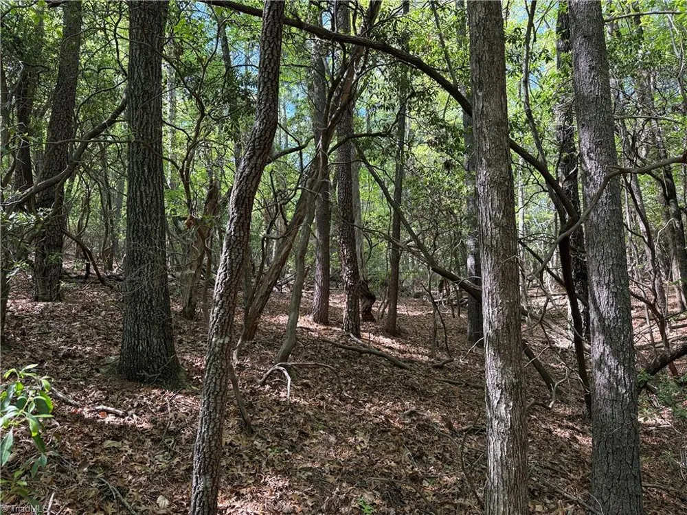 Lots 51 & 52A Staghorn Road Purlear, NC 28665