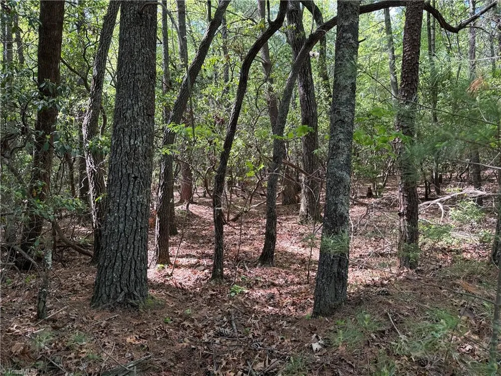 Lots 51 & 52A Staghorn Road Purlear, NC 28665