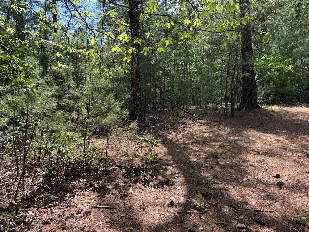 Lots 51 & 52A Staghorn Road Purlear, NC 28665