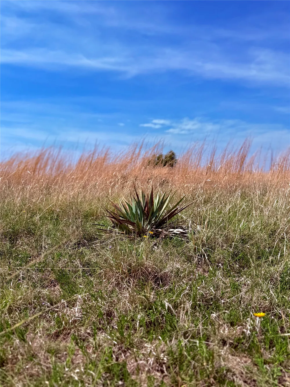 39 CR 330 Goldthwaite, TX 76844