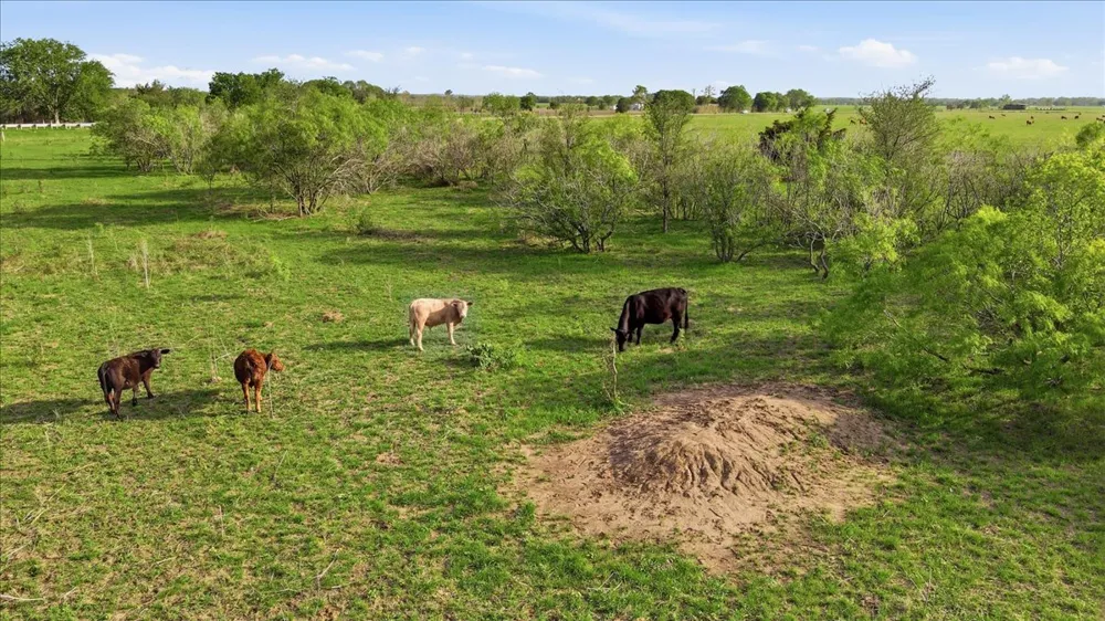 20326 Fm 969 #5 Webberville, TX 78653