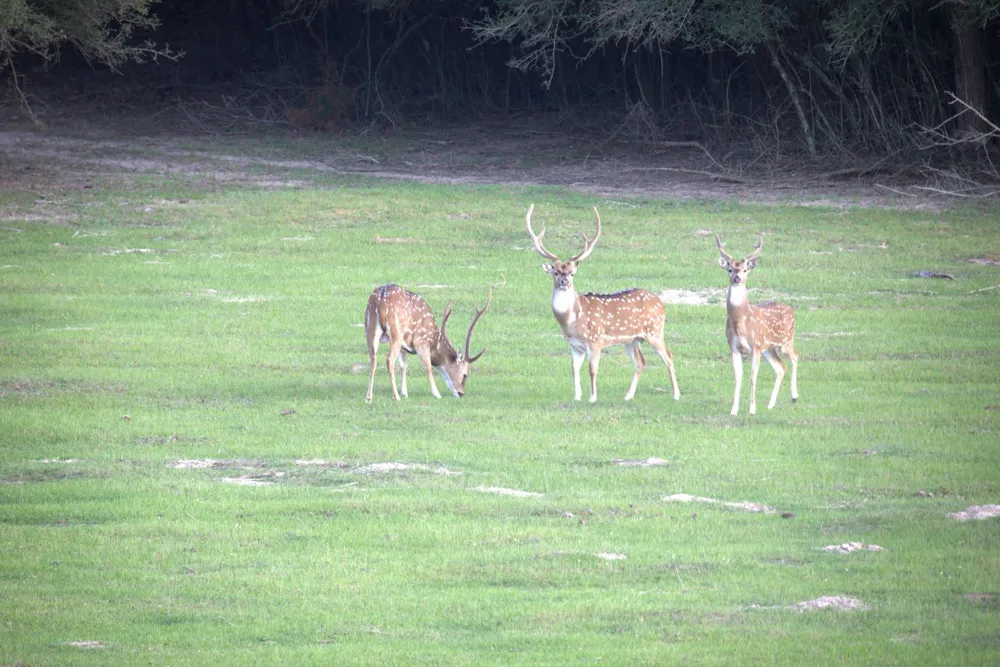 County Road 412 Lexington, TX 78947