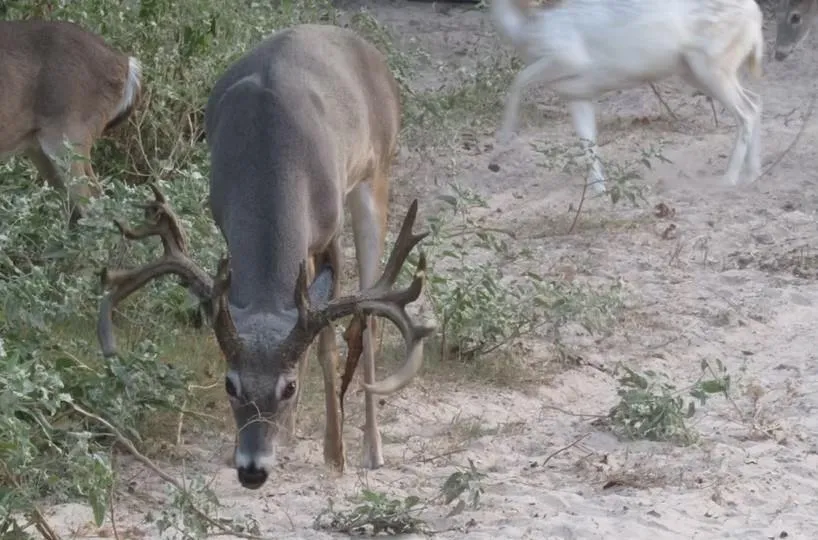 County Road 412 Lexington, TX 78947