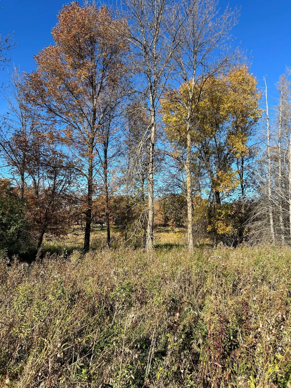 XXX Riverbend Drive Warroad, MN 56763