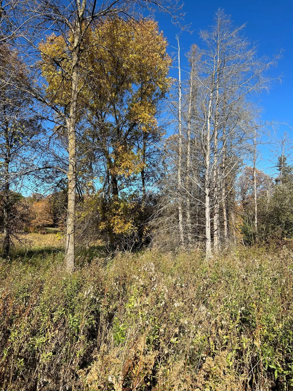 XXX Riverbend Drive Warroad, MN 56763
