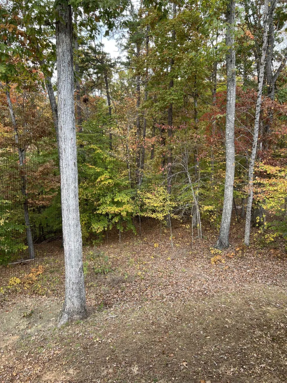 120 CHVAL DR Counce, TN 38326